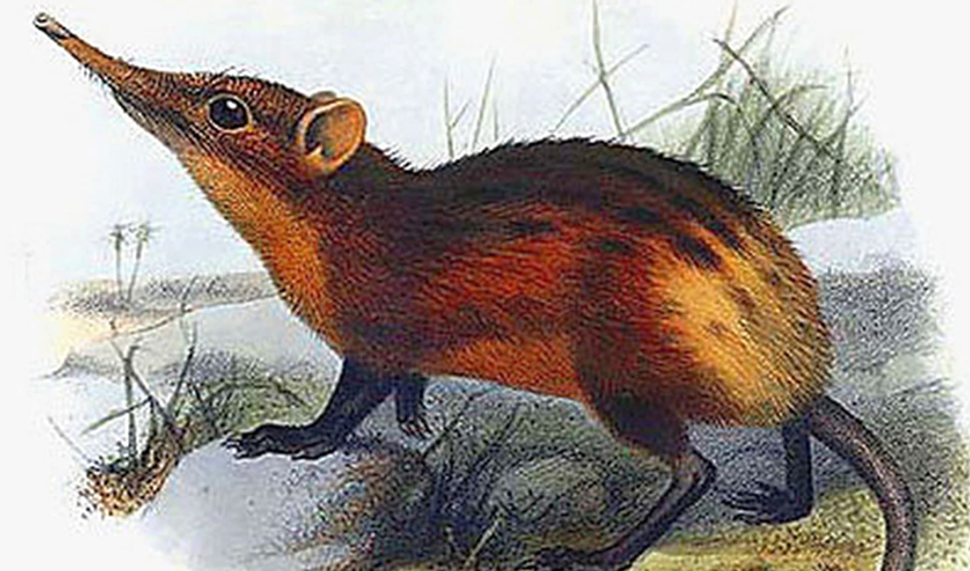 Golden-rumped elephant shrew facts, distribution & population | BioDB